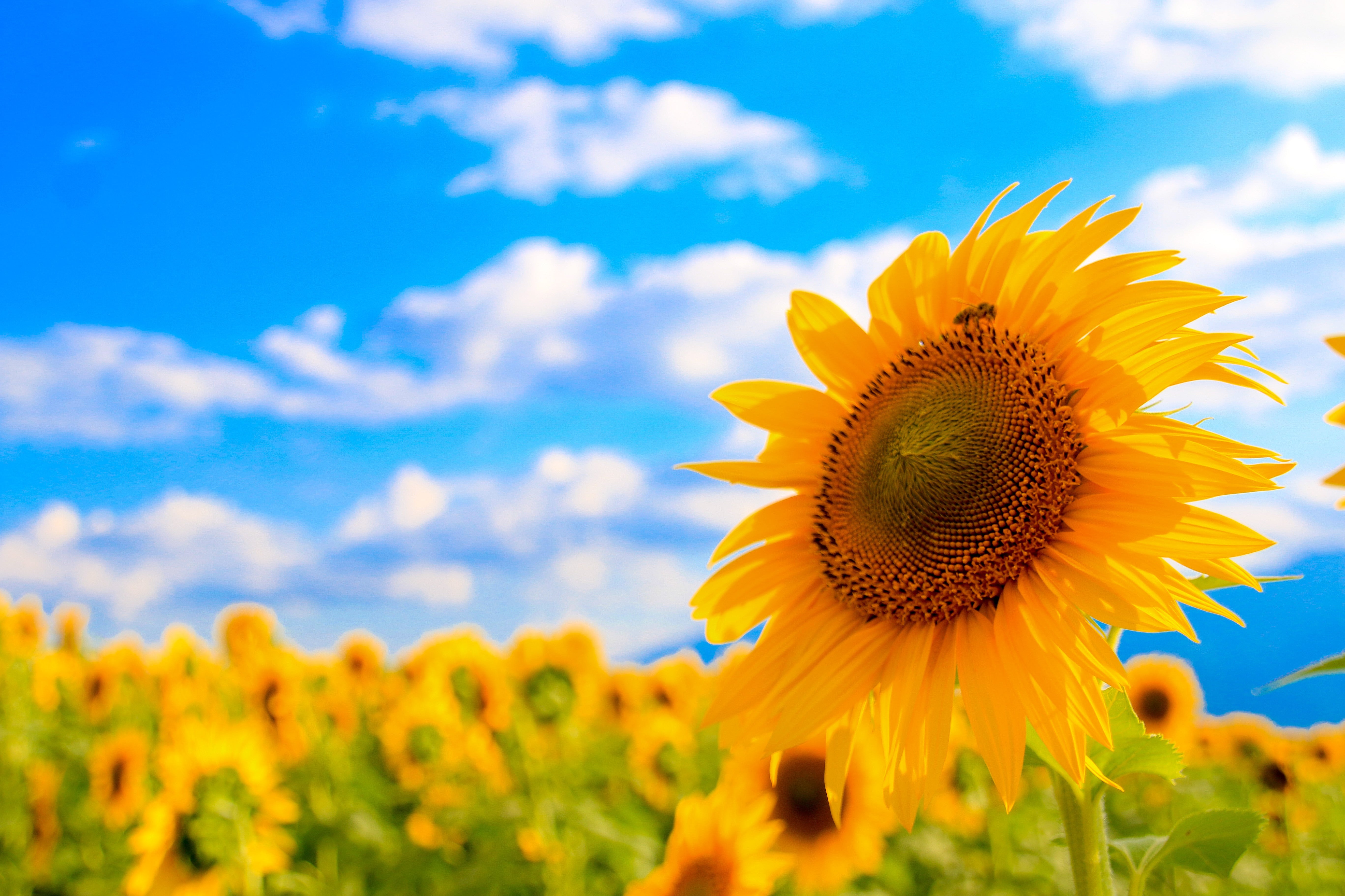 Beautiful and powerful flowers of summer