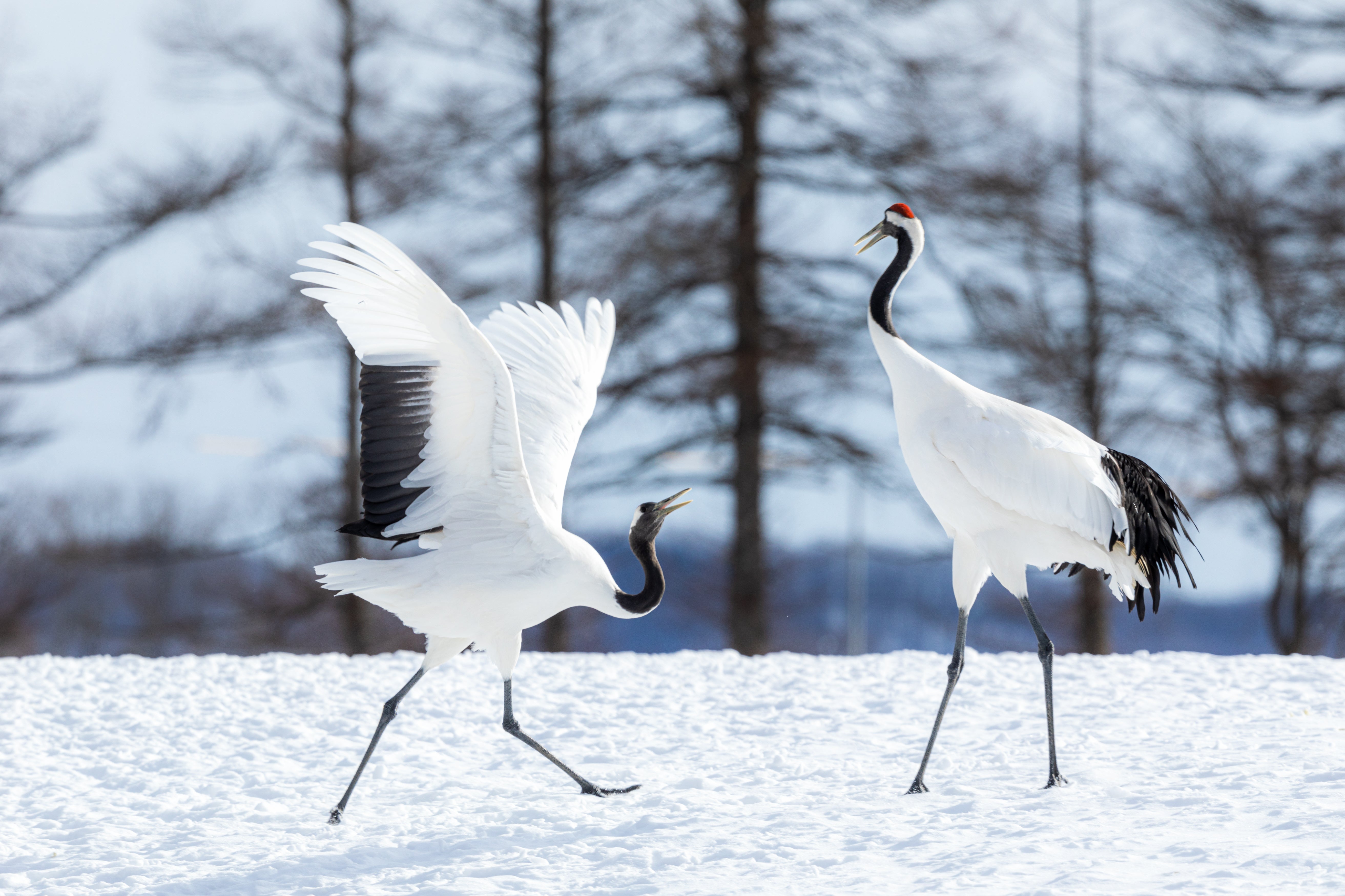 How to Overwinter Bonsai: Placement