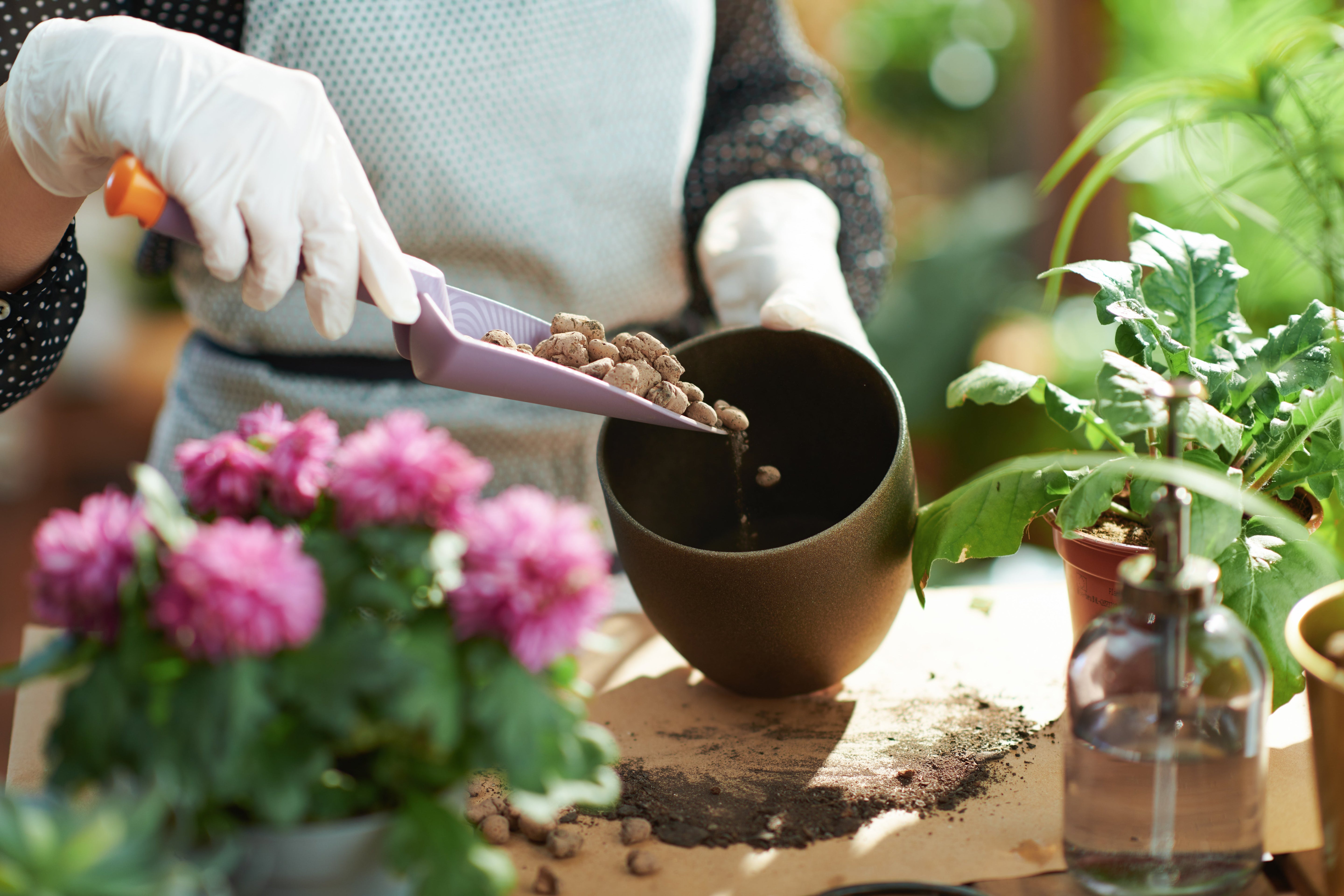 Basic Bonsai Growing Method -Watering