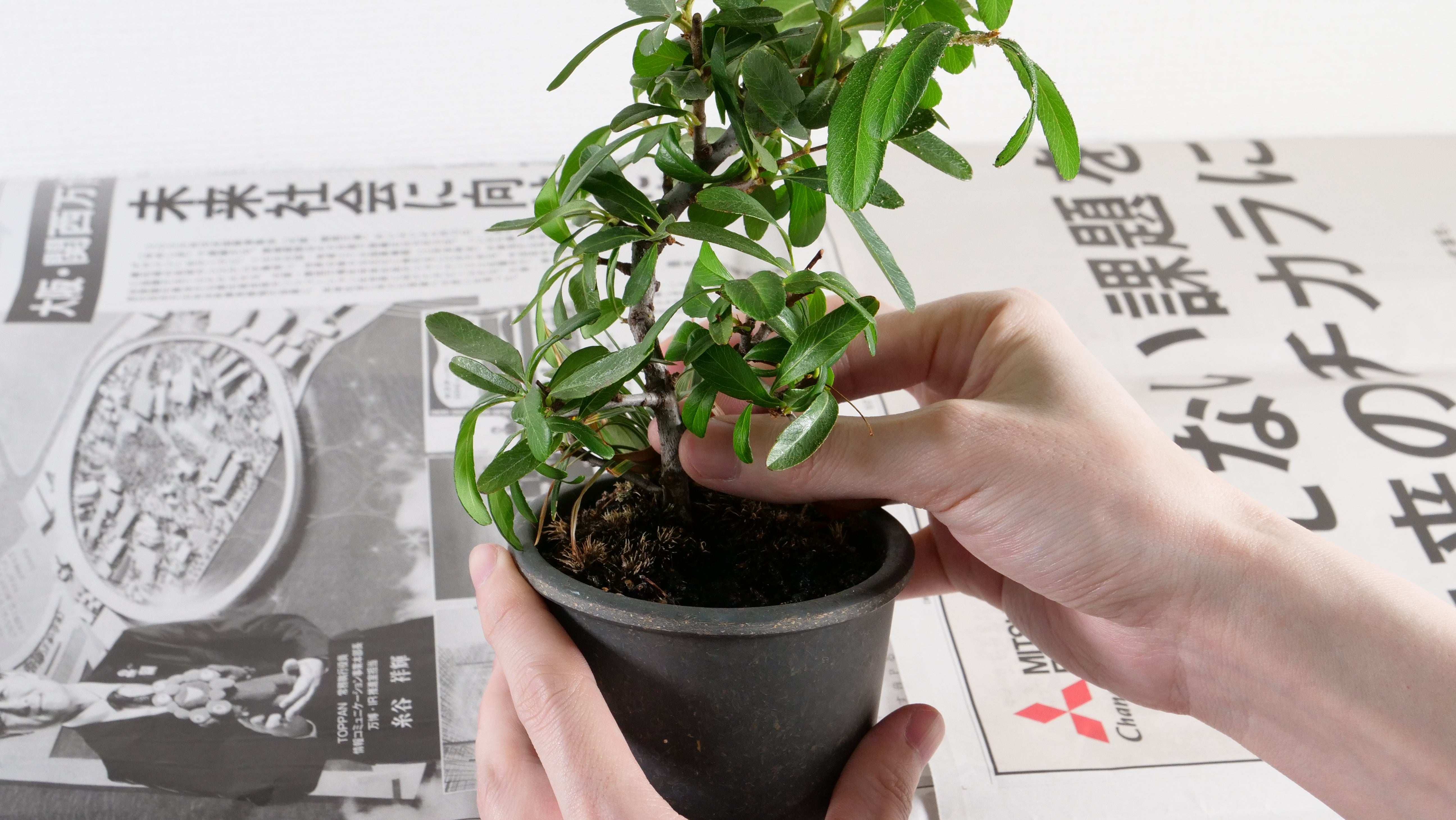 Bonsai Repotting Work! Part 1