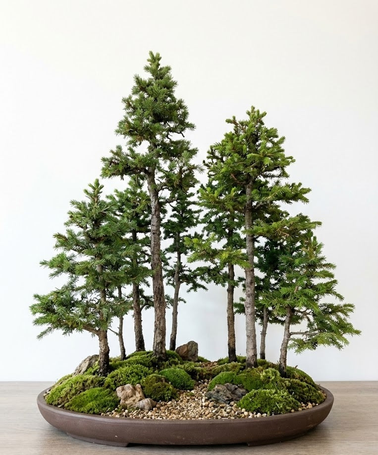 The Allure of Shallow Bonsai Pots: A Guide to Miniature Landscapes