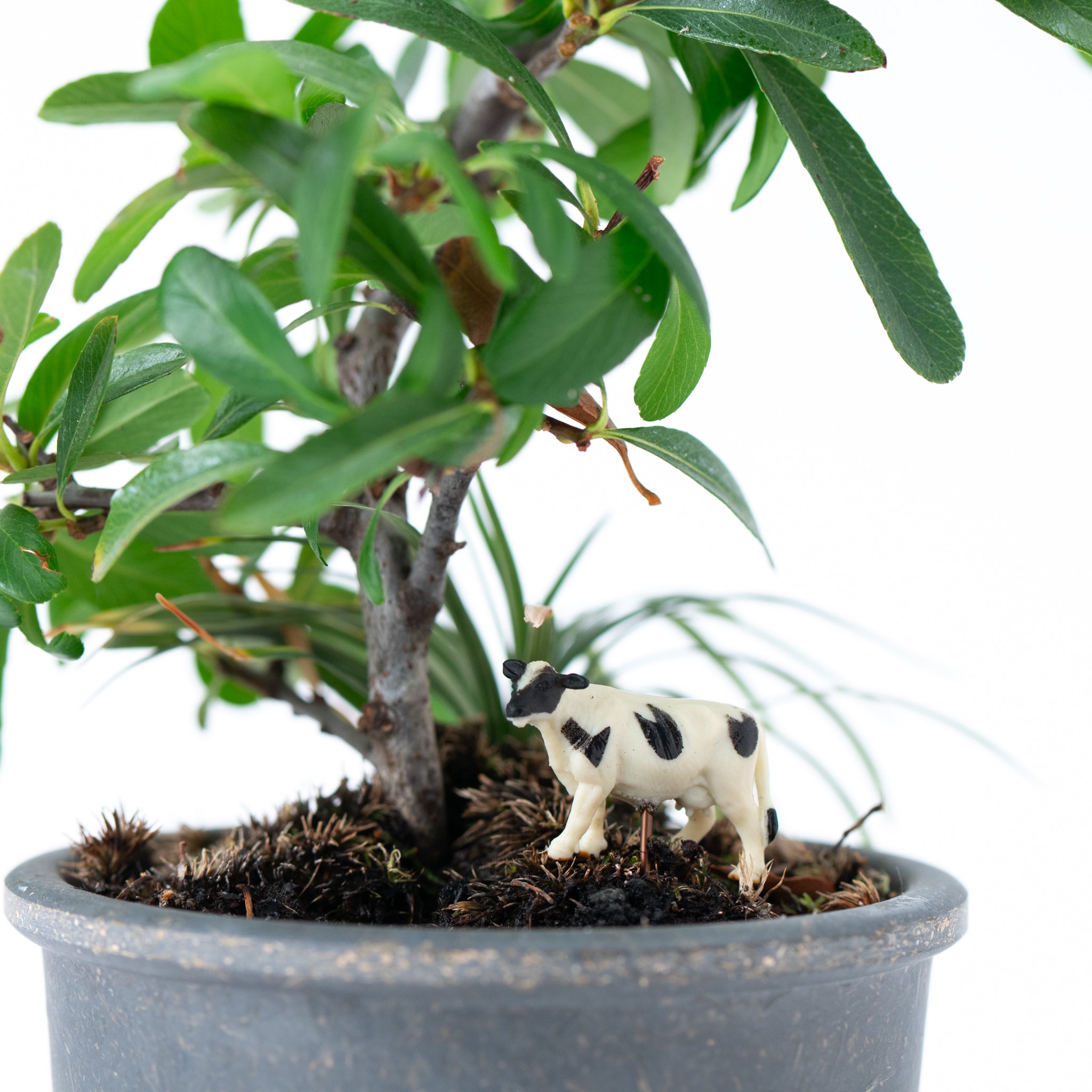 Animal Bonsai Pick - Holstein