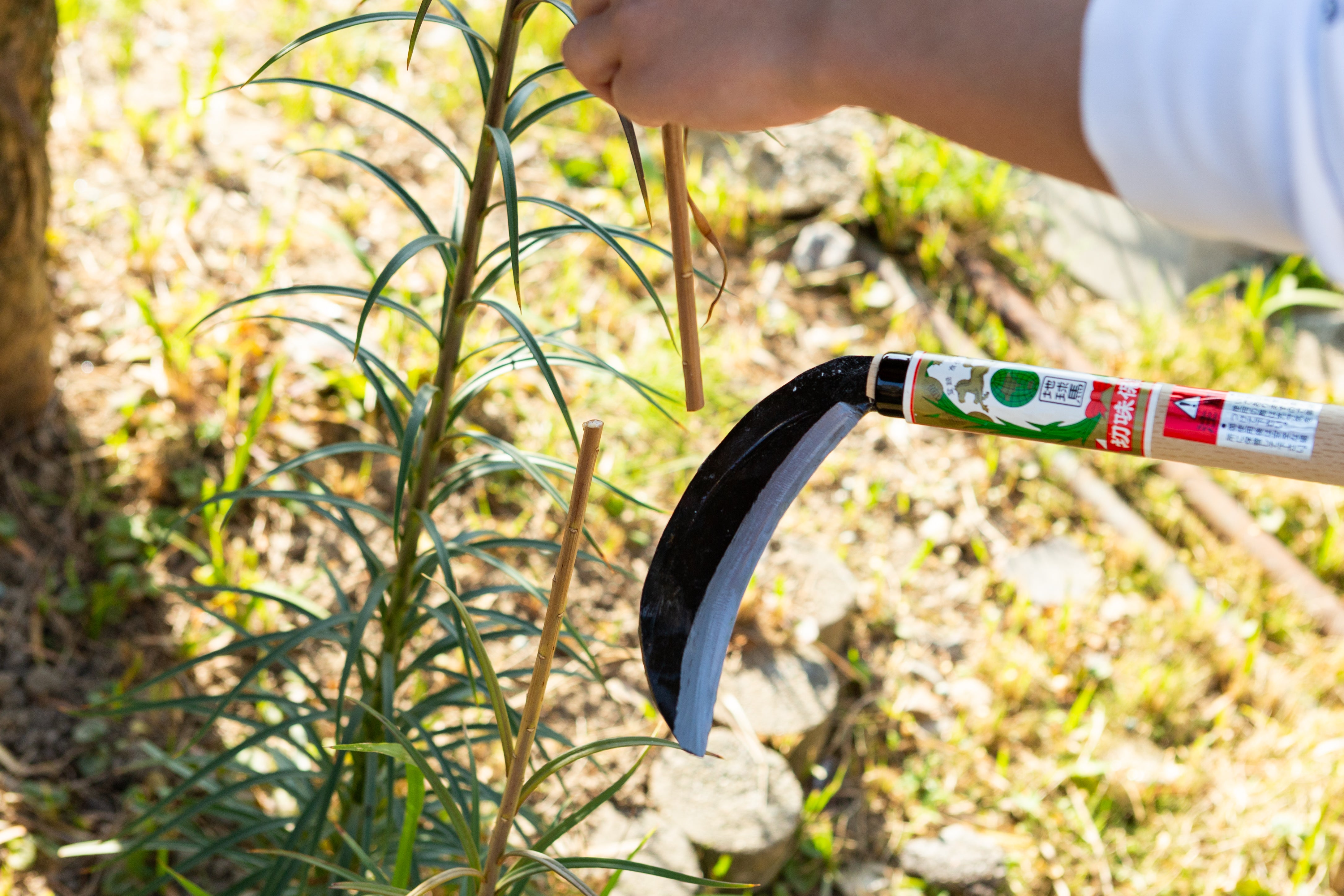 Chikyuma Japanese Weeding Sickle (Thick Blade) - Japanese Gardening Tools