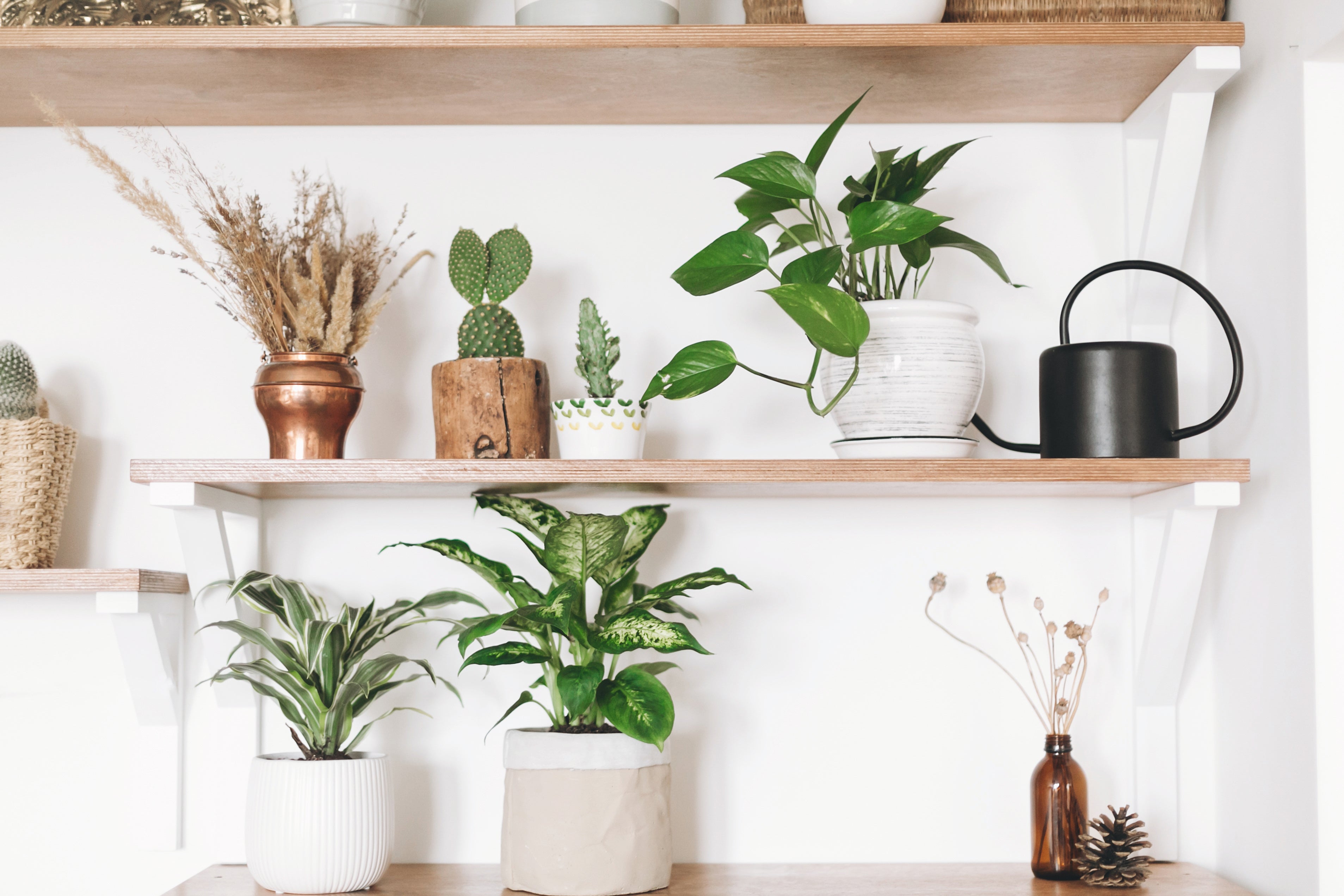 Basic Bonsai Growing Method -Placement