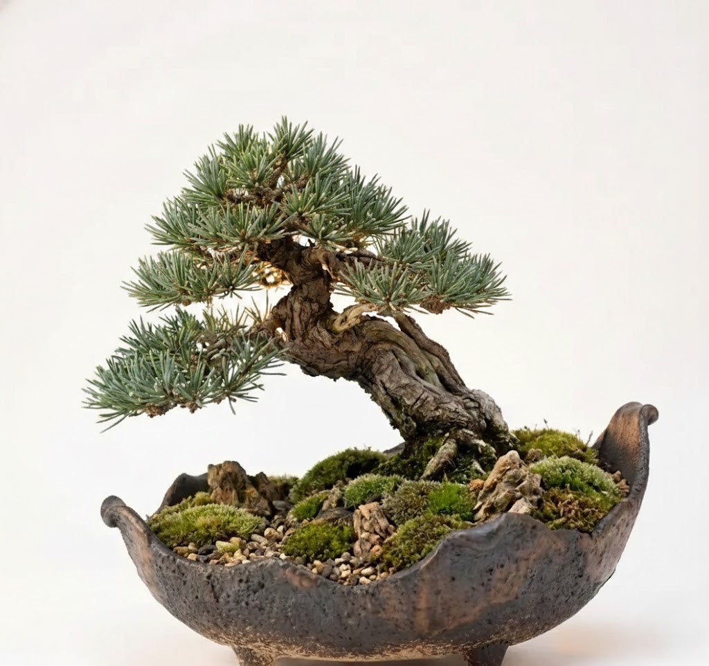 Sculpting the Eternal: The "Cobra-Style" Banko-yaki Bonsai Pot