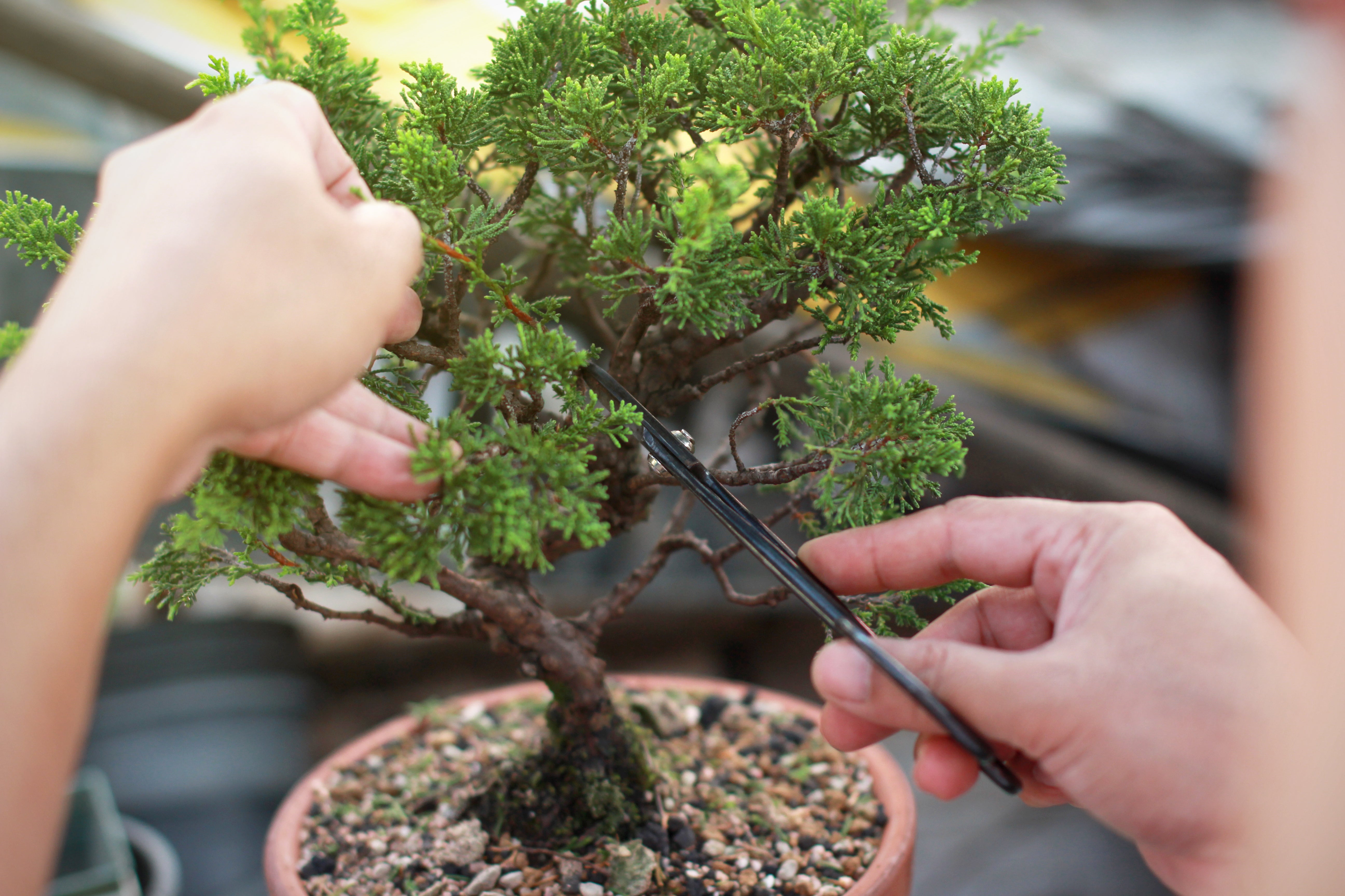 Japanese Bonsai Goods