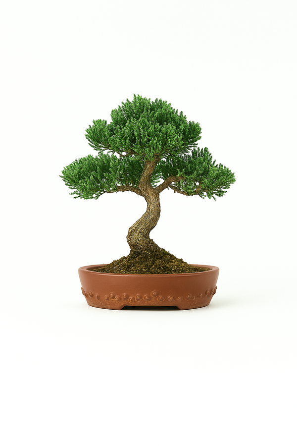 Bigei Tokoname Ware Oval Rivet Japanese Bonsai Pot
