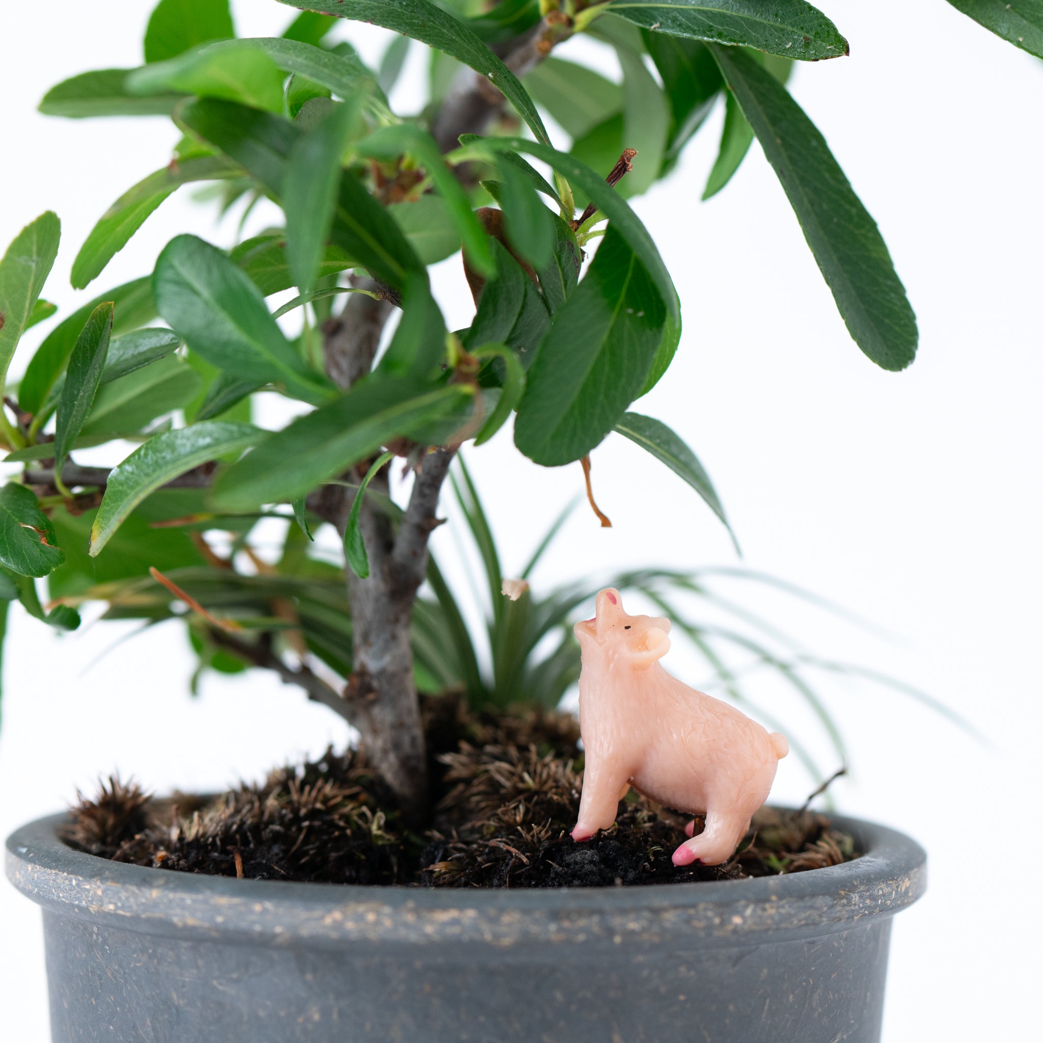 Animal Bonsai Pick - Pig